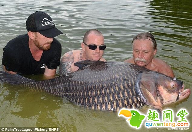 3个人才能抱得起住！目前抓到的世界最大鲤鱼重达201斤