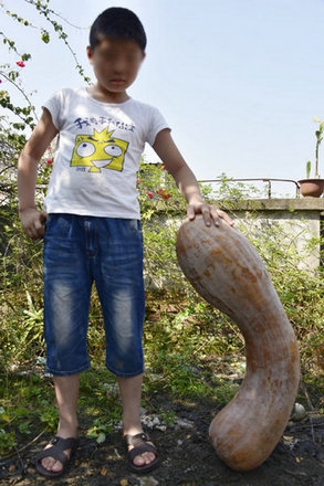 农民种出“超级”大南瓜 高约1米重达40斤