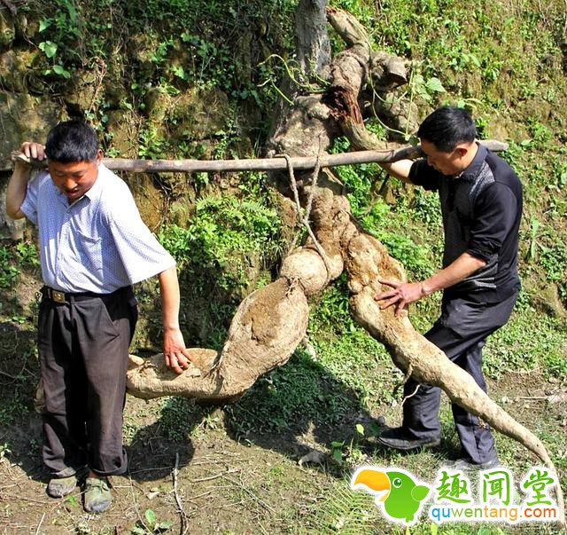 山上挖到“人形野物”，神秘买家花两百万买走