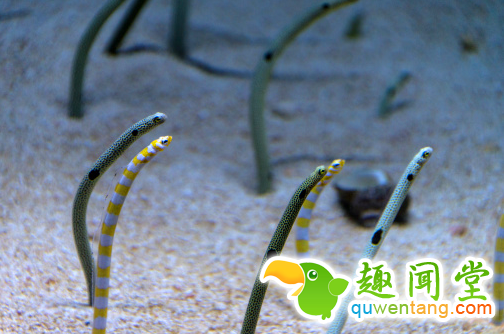 游客潜水时找到“海底蛇窝”，奇特景观引人好奇