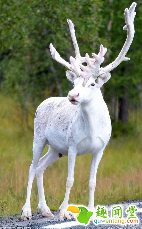 瑞典森林出现罕见纯白色驯鹿 如同童话精灵
