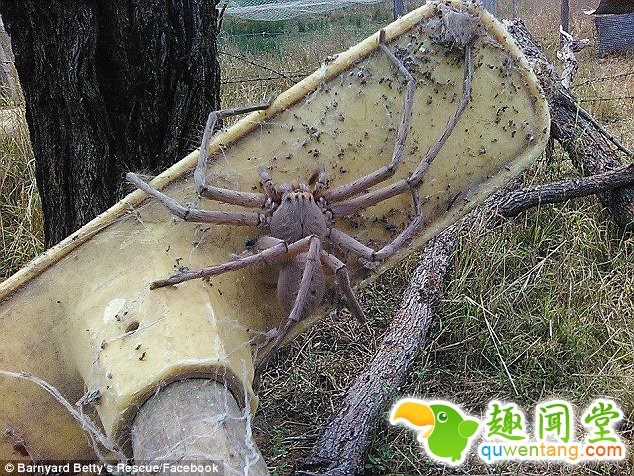 农场惊现巨大蜘蛛 体型罕见吓到网友