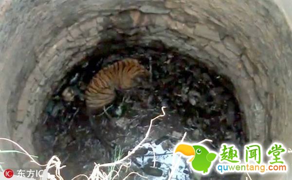 印度一只老虎掉入深井中 营救引来上千民众围观