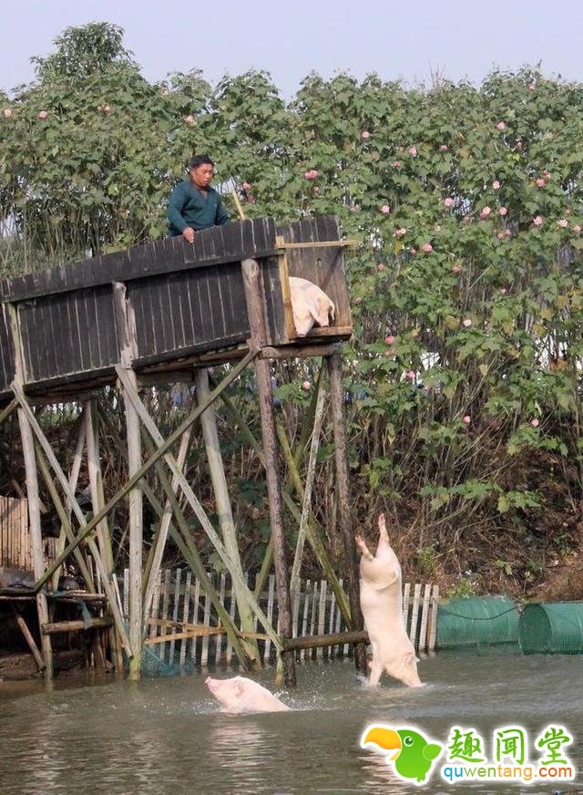 农夫每天逼猪“跳水” 换来三倍高售价