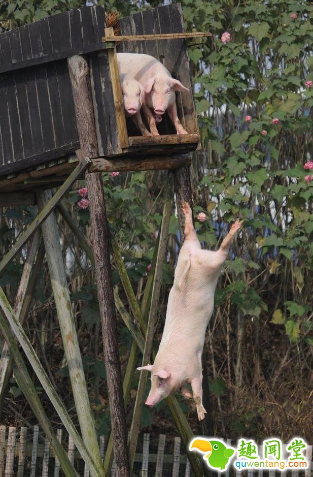 农夫每天逼猪“跳水” 换来三倍高售价