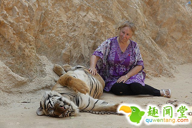 　 　 泰国首都曼谷郊外的老虎庙饲养着月150只大大小小的老虎，那里对游客开放，游客交费之后，可以拥抱和抚摸被锁链锁住的老虎，体验和森林之王来一次“肌肤之亲”。