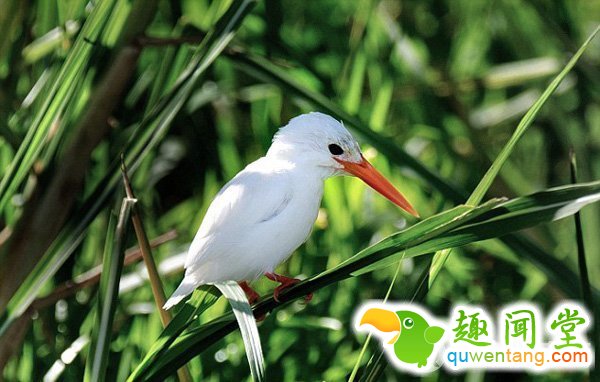 　　据英国《每日邮报》2月28日报道，在一些国家，人们认为纯白色生物是一种吉祥的象征，这些生物大部分都是因为基因突变导致白化变种。对于色彩斑斓的动物王国，白色却成为最出众的颜色。而这样的颜色对于动物来说并不幸运，使其更易成为捕食者的目标。