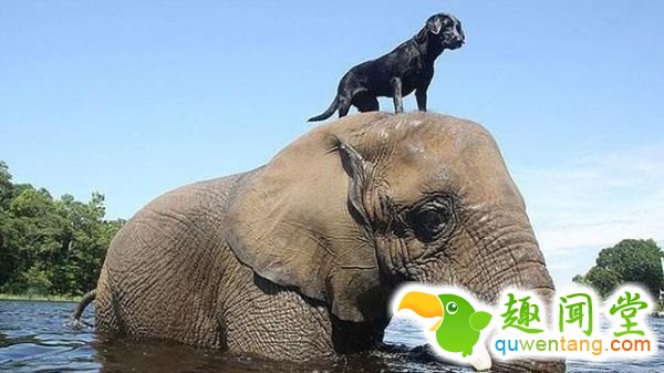 西媒图说动物王国最感人的9段友谊