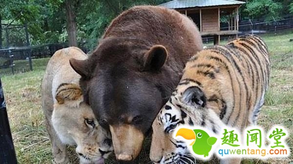 西媒图说动物王国最感人的9段友谊