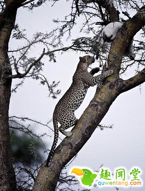 英国摄影师记录非洲野生动物生存惨境(高清组图)