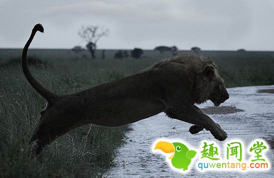 英国摄影师记录非洲野生动物生存惨境(高清组图)