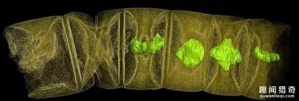 科学家发现最古老的植物：16亿年前的红藻