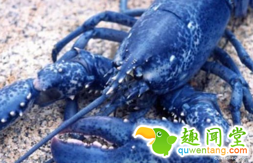 盘点世间罕见蓝色动物 蓝色龙虾你见过吗