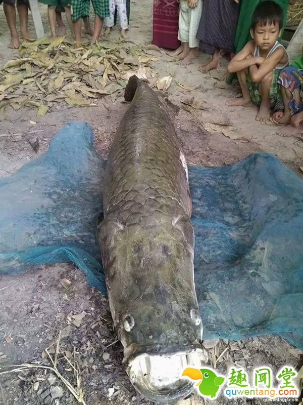 缅甸寺庙捉到长寿巨鱼：价值百万