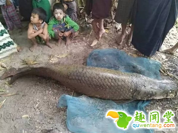缅甸寺庙捉到长寿巨鱼：价值百万