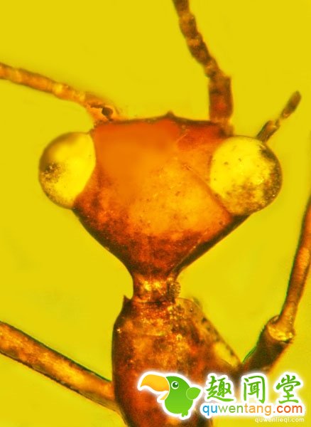 琥珀里1亿年的神奇昆虫：形似外星人E.T