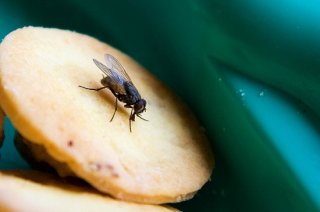 被苍蝇碰过的食物不能吃?  科学家要才不