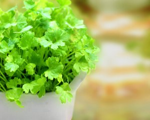 不会吧!男性吃香菜多了会杀精?真是这样