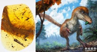 罕见!琥珀里发现恐龙化石?能看清羽毛