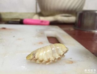 只要这种寄生虫出现在鱼嘴里,鱼的舌头就