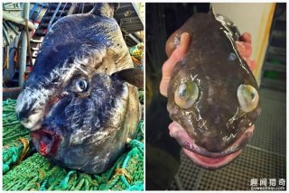 大海深处惊人发现:外星生物们竟长这样!