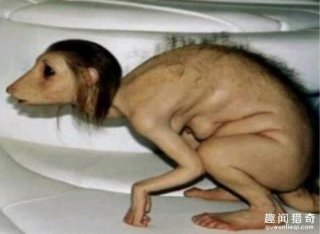 妇人突然变狗?探秘超离奇的三件事