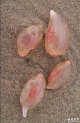 大量神秘海洋生物惊现海滩:看起来好诡异