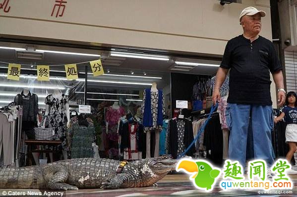 该男子名为信光-村林（Nobumitsu Murabayashi），今年65岁，居住在日本本州岛西南岸吴港市。34年前，信光在珍奇动物集市上买下一只凯门鳄宝宝，并获准在家饲养。