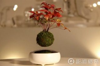 神奇! 不用施魔法就能悬空漂浮旋转的植