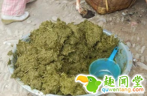 贵州特色美食牛粪火锅：煮时牛粪味，吃时极美味！(1)