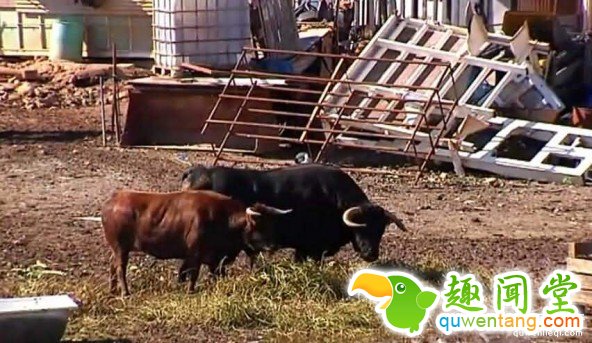 在西班牙用公牛看家要比看家狗效果好！ 第1张图片