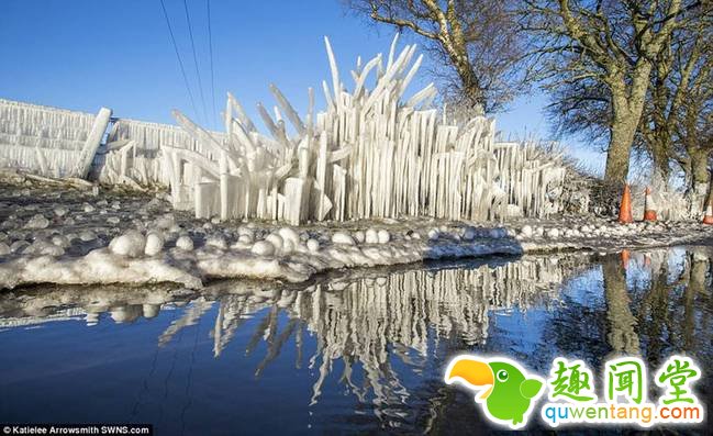 河两岸的植物挂满冰条。