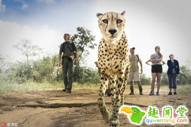 这三只猎豹分别是雄猎豹Hunter和Floppy，还有母豹Ntombi，它们从小被保护区救助收养，生长在这里和人十分亲近，对保护区更是了如指掌。