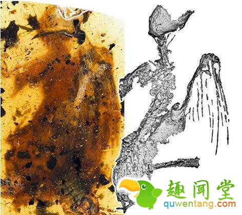 “煎饼鸟”标本与微CT图像对比邢立达供图