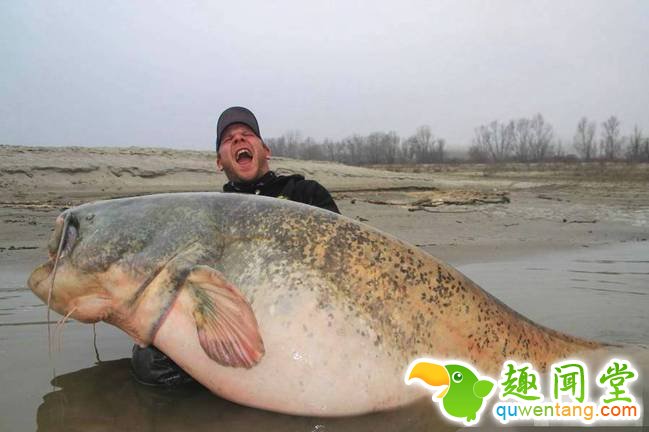 据英国《太阳报》3月7日报道，在意大利Po河，来自法兰克福Meiningen的37岁男子本杰明钓到一条长8英尺（约2.4米）、重286磅（约260斤）的巨型鲶鱼。据本杰明表示，他和他的同伴们花了45分钟才将其拖上岸。