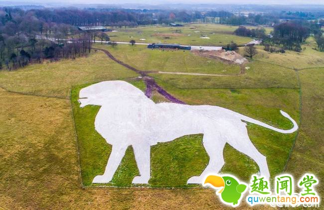 近日，英国惠普斯奈德动物园宣布，惠普斯奈德标志性白狮地景画修复完工。据悉，这一工程开始于17年9月，动物园收到捐赠的白粉笔800吨，足足装了50辆卡车。 视觉中国