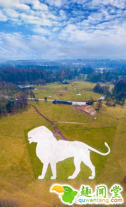近日，英国惠普斯奈德动物园宣布，惠普斯奈德标志性白狮地景画修复完工。据悉，这一工程开始于17年9月，动物园收到捐赠的白粉笔800吨，足足装了50辆卡车。 视觉中国