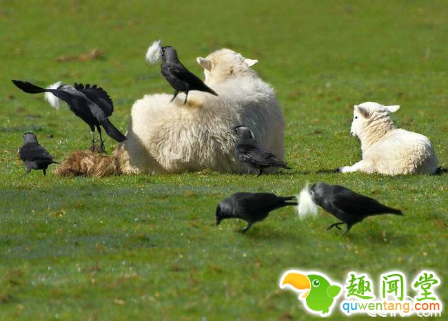 央视网消息：野生动物摄影师Alan Price在英国威尔士捕捉到神奇的一幕，几只绵羊在草地上悠闲地晒太阳，全然没觉察到几只寒鸦偷悄从它们身上啄下一撮又一撮蓬松的羊毛，飞到树林里或烟囱顶“盖房”。 视觉中国