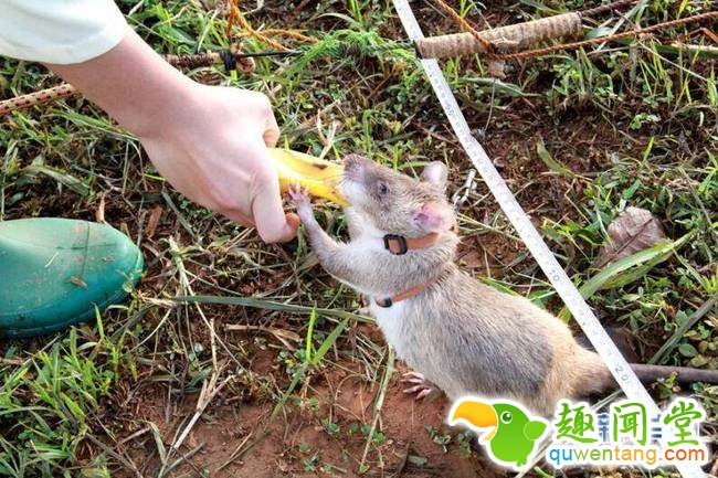 3月23日，在坦桑尼亚莫罗戈罗省，来自阿波波研究机构的工作人员在巨鼠正确识别地雷后喂食香蕉。引擎声打破坦桑尼亚乌卢古鲁山日出前的寂静。工作人员将二十几只非洲巨颊囊鼠装上卡车，运往山脚下的探雷训练基地。这些平均身长达25厘米、体重约1公斤的巨鼠将在那里接受特殊训练，“出师”后化身“扫雷鼠”帮助人类排除地雷隐患。每年的4月4日是“国际提高地雷意识和协助地雷行动日”。今年的“行动日”前，记者前往坦桑尼亚莫罗戈罗省，非政府组织阿波波研究机构正在那里对一群巨鼠展开特殊扫雷训练和演练。新华社记者李斯博摄