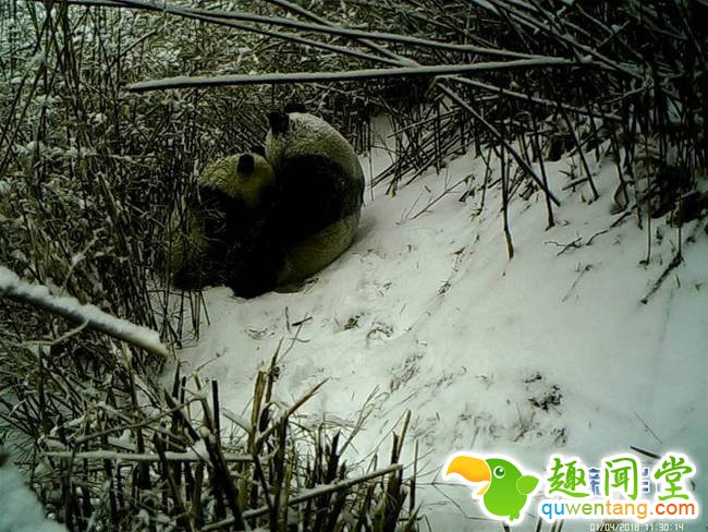 这是红外相机拍摄到的大熊猫野外哺乳瞬间（视频截图）。在陕西长青国家级自然保护区，工作人员近日在回收查看红外相机时发现拍摄到了一段大熊猫母子陪伴哺乳的珍贵视频资料，大熊猫幼崽躺在妈妈怀中，甚是可爱。这段视频拍摄于4月1日，是在海拔2600米的秦岭箭竹林中雪地上，通过红外相机首次拍摄到的，共有9张照片、3段视频。镜头中，约八个月大的秦岭大熊猫幼崽紧跟妈妈左右，撒娇、求乳，最终躺在妈妈怀中吮吸。新华社发（陕西长青国家级自然保护区提供）
