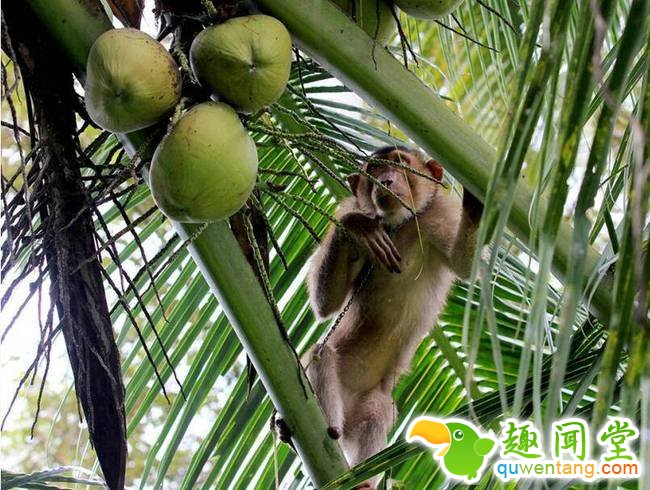 每年都有一些经过特殊训练的长尾猿帮助果农采收椰子。