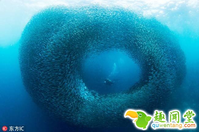 菲律宾潜水者深海遇沙丁鱼大军 似巨大旋涡(组图)
