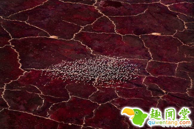 坦桑尼亚北部纳特龙湖生长着大量红色素蓝藻，许多以此为食的各色的鸟聚集在这。湖中深粉的部分是许多细菌和微生物造成的。这是一个碱水湖，pH值可高达10.5，除去一些能适应极端环境的嗜极生物，很少生物能在此存活。行人也都远离这个湖。 视觉中国