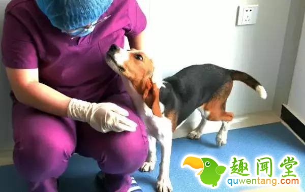 中国首批“试管狗”诞生 有望拯救濒危犬科动物